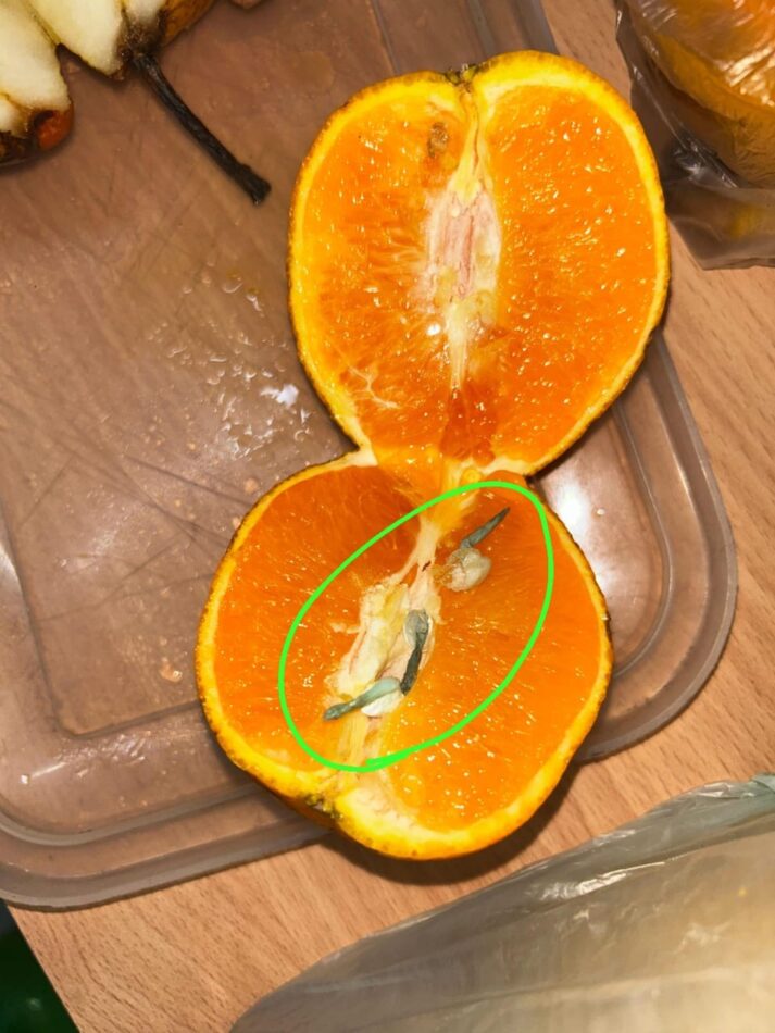 Una mujer intentó hacer pasar droga para un detenido en una naranja